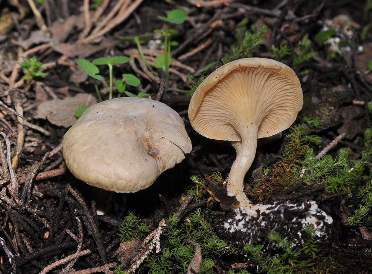 Clitocybe o Rhodocybe?